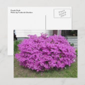 Paarse Struik Briefkaart (Voorkant / Achterkant)