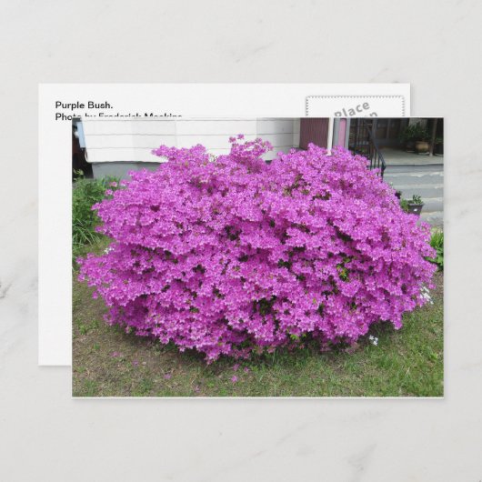 Paarse Struik Briefkaart (Voorkant / Achterkant)