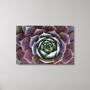 Paarse Succulent Close-up Canvas Afdruk