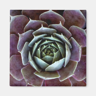 Paarse Succulent Close-Up Magneet