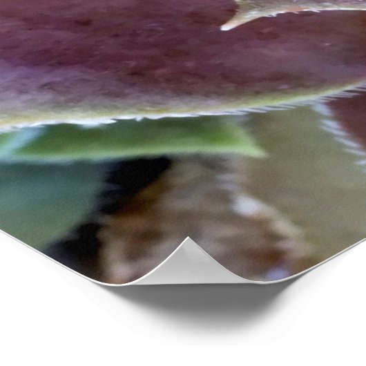 Paarse Succulent Close-up Poster (Hoek)