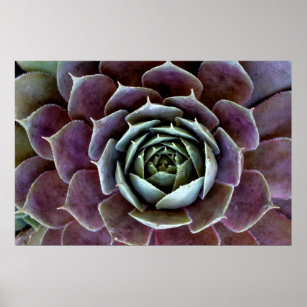 Paarse Succulent Close-up Poster