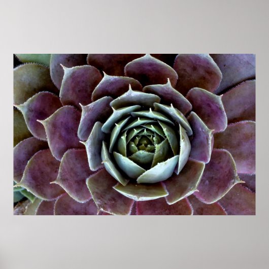 Paarse Succulent Close-up Poster (Voorkant)