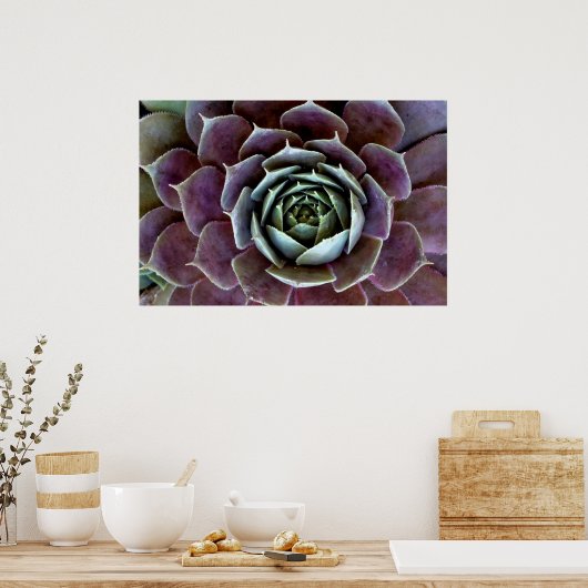 Paarse Succulent Close-up Poster (Keuken)