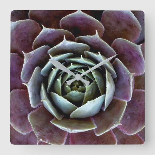Paarse Succulent Close-Up Vierkante Klok (Voorkant)
