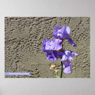 Paarse tegen de muur poster