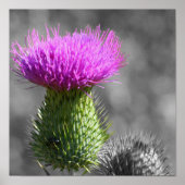 Paarse Thistle Flower Partiële kleur Poster (Voorkant)