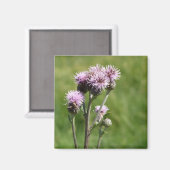 Paarse Thistle Flower Photo Magnet (Voorkant / Achterkant)