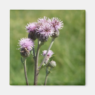 Paarse Thistle Flower Photo Magnet