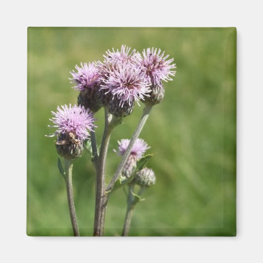 Paarse Thistle Flower Photo Magnet (Voorkant)