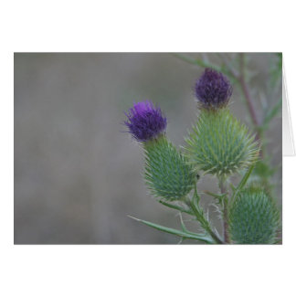 Paarse Thistles