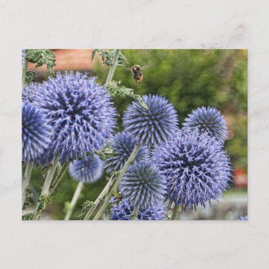 Paarse Thistles en Bee in Brienz, Zwitserland Briefkaart (Voorkant)