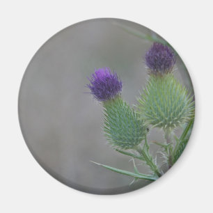Paarse Thistles Magneet