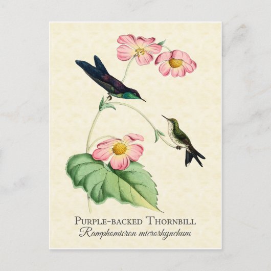 Paarse thornbill Hummingbird Art Briefkaart (Voorkant)
