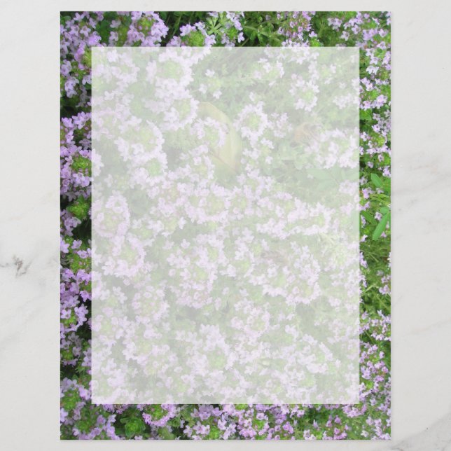 Paarse Thyme (Voorkant)