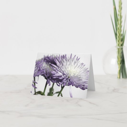 Paarse Tipped Spider Mum Panorama Note Kaart (Voorkant)
