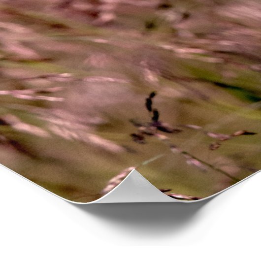 Paarse topgras poster (Hoek)