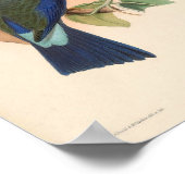 Paarse trekvogels van Azië Poster (Hoek)