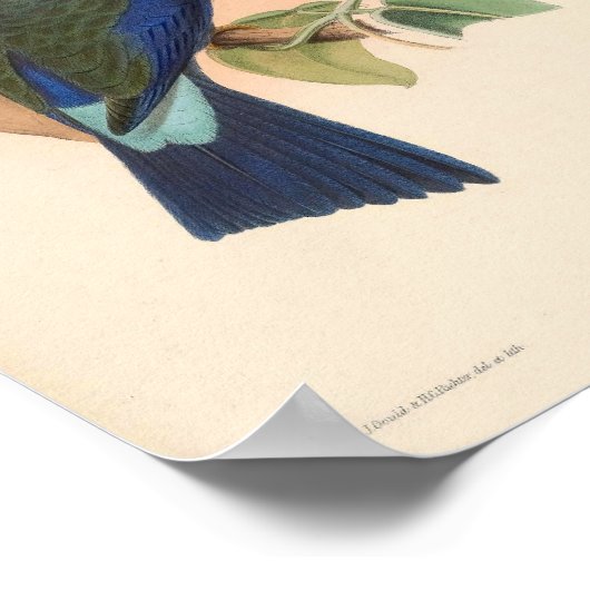 Paarse  trekvogels van Azië Poster (Hoek)