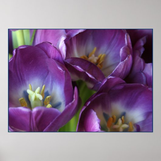 Paarse trillingen poster (Voorkant)