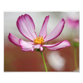 Paarse tuin Cosmo Flower Close-up Foto Afdruk