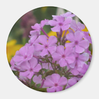 Paarse tuin Phlox 3-inch Round Magnet