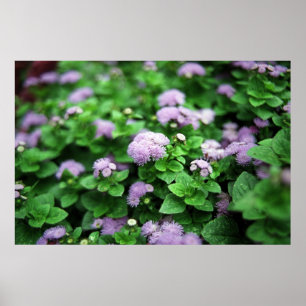 Paarse tuin poster
