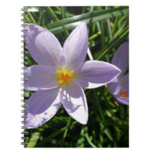  paarse tuinbloem. 美 丽 紫 色 花