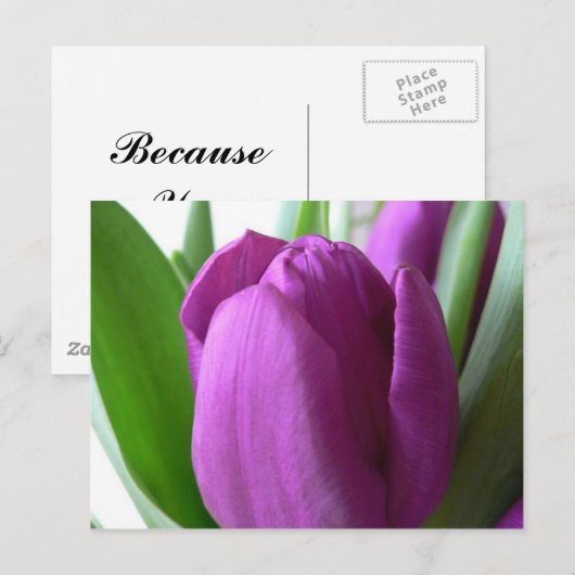 Paarse Tulip Briefkaart (Voorkant / Achterkant)