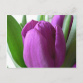Paarse Tulip Briefkaart (Voorkant)