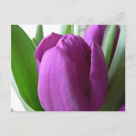 Paarse Tulip Briefkaart (Voorkant)