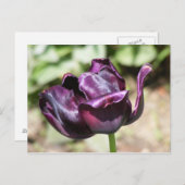 PAARSE TULIP BRIEFKAART (Voorkant / Achterkant)