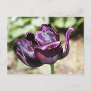PAARSE TULIP BRIEFKAART
