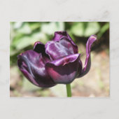 PAARSE TULIP BRIEFKAART (Voorkant)