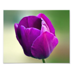 Paarse Tulip Foto Afdruk