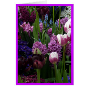 Paarse Tulip Hyacinths