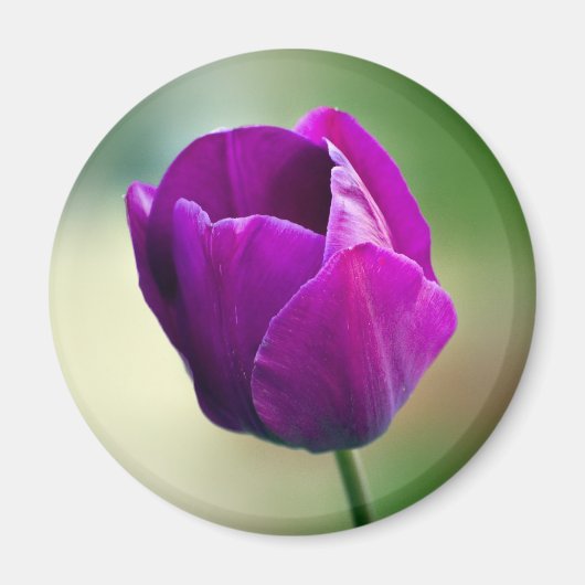 Paarse Tulip Magneet (Voorkant)