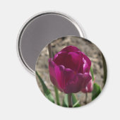 Paarse Tulip magnet (Voorkant / Achterkant)