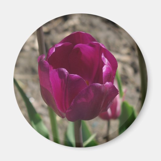 Paarse Tulip magnet (Voorkant)