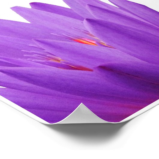 Paarse Tulip Poster (Hoek)