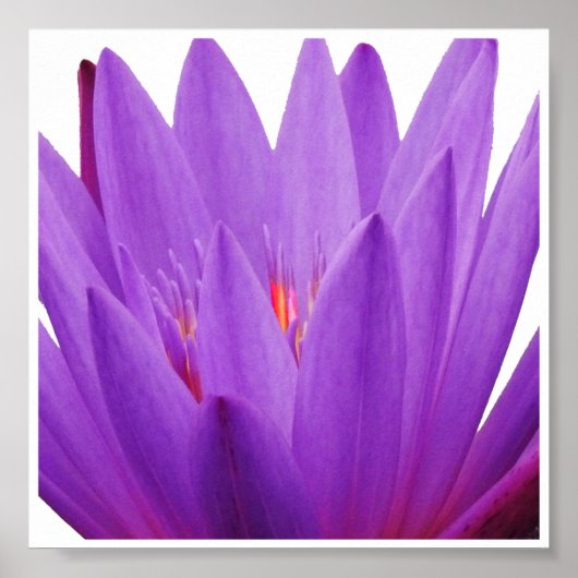 Paarse Tulip Poster (Voorkant)