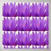 Paarse Tulip Poster (Voorkant)