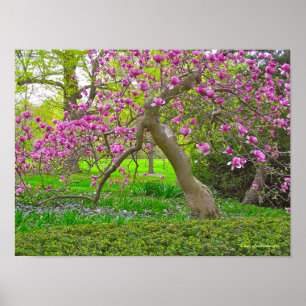 "PAARSE TULIP TREE IN SPRING" (FOTOG) POSTER