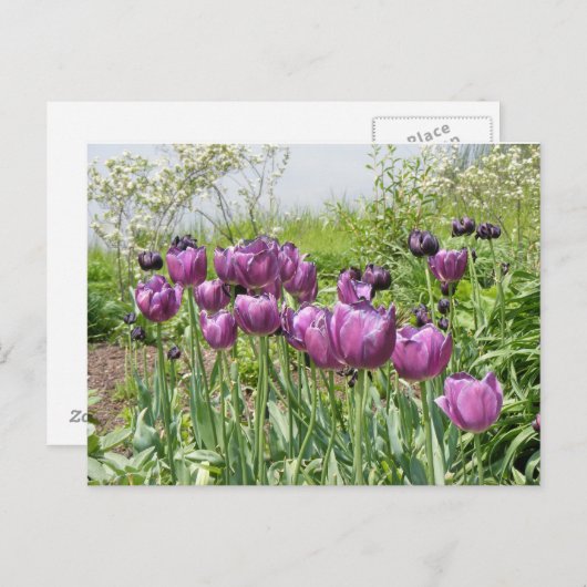 PAARSE TULIPS BRIEFKAART (Voorkant / Achterkant)