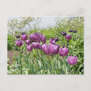 PAARSE TULIPS BRIEFKAART