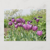 PAARSE TULIPS BRIEFKAART (Voorkant)