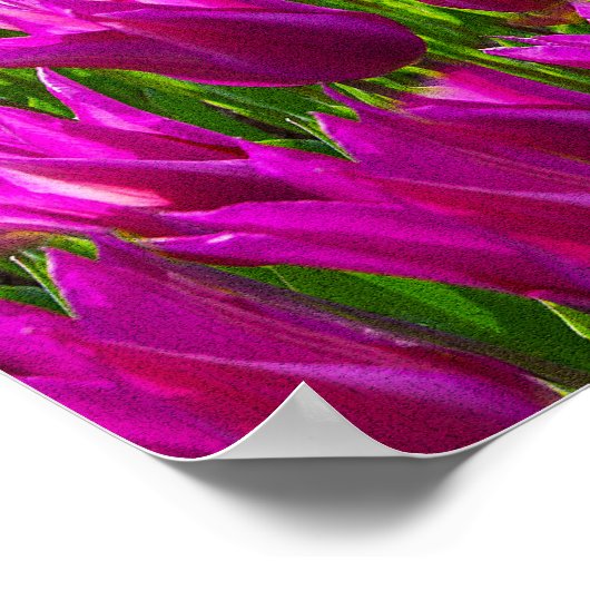 Paarse Tulips Keukenhof Holland Small Poster (Hoek)