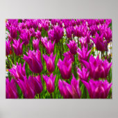 Paarse Tulips Keukenhof Holland Small Poster (Voorkant)