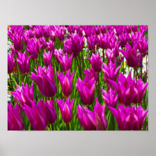 Paarse Tulips Keukenhof Holland Small Poster