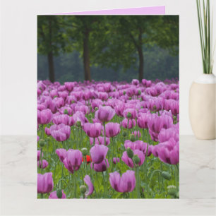 PAARSE TULIPS-STROMEN BIRTHDAAG GROTE KAARTEN